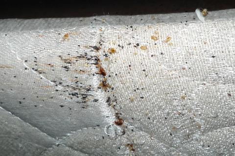 Furniture Bank Bed Bug Prevention Strategy